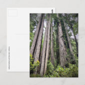 Redwood National and State Parks, Californië Briefkaart (Voorkant / Achterkant)