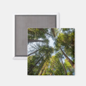 Redwood National and State Parks, Californië Magneet (Voorkant / Achterkant)