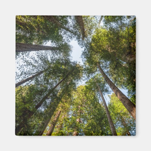 Redwood National and State Parks, Californië Magneet (Voorkant)