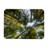 Redwood National and State Parks, Californië Magneet (Horizontaal)