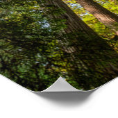 Redwood National and State Parks, Californië Poster (Hoek)