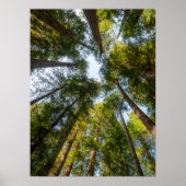 Redwood National and State Parks, Californië Poster (Voorkant)