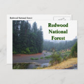 Redwood National Forest Briefkaart (Voorkant / Achterkant)