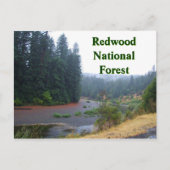 Redwood National Forest Briefkaart (Voorkant)