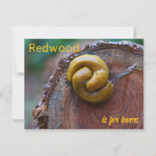 Redwood National Park Banana Slug Pair Briefkaart