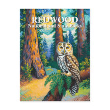 Redwood National Park Bos Uil Van Gogh Stijl