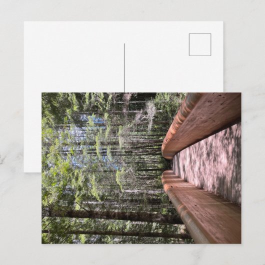 Redwood National Park briefkaart (Voorkant / Achterkant)