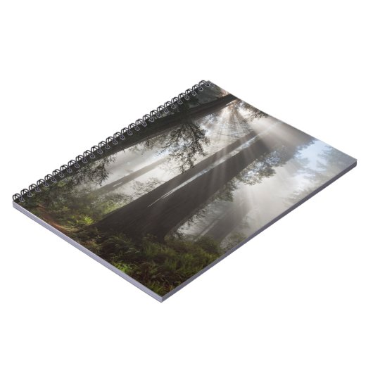 Redwood National Park California Notitieboek (Linkerzijde)
