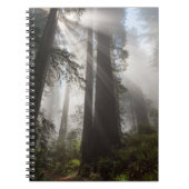 Redwood National Park California Notitieboek (Voorkant)