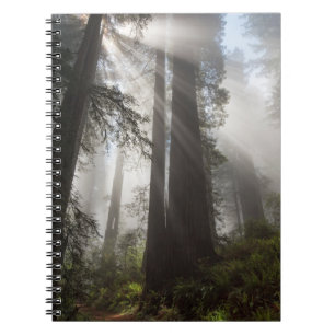 Redwood National Park California Notitieboek