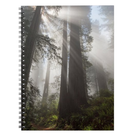 Redwood National Park California Notitieboek (Voorkant)