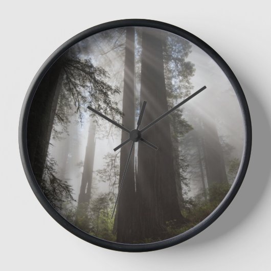 Redwood National Park Californië (Voorkant)