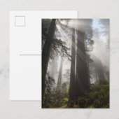 Redwood National Park Californië Briefkaart (Voorkant / Achterkant)