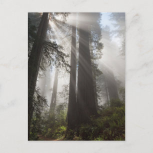 Redwood National Park Californië Briefkaart
