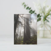 Redwood National Park Californië Briefkaart (Staand voorkant)