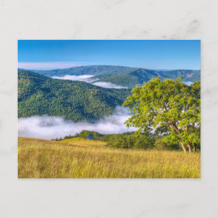 Redwood National Park, Californië Briefkaart