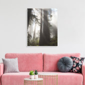 Redwood National Park Californië Canvas Afdruk (Insitu (Woonkamer))