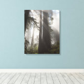 Redwood National Park Californië Canvas Afdruk (Insitu (Houten vloer))