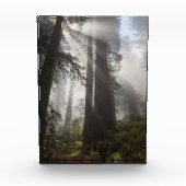 Redwood National Park Californië Fotoblokken (Voorkant)