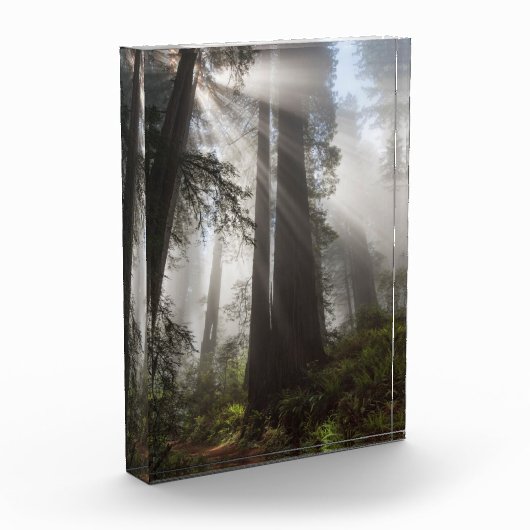 Redwood National Park Californië Fotoblokken (Links)