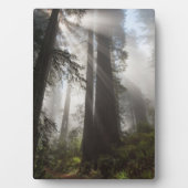 Redwood National Park Californië Fotoplaat (voorkant)