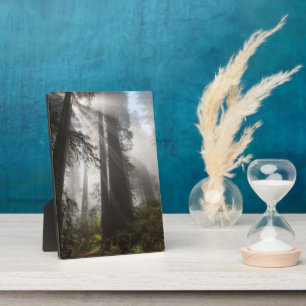 Redwood National Park Californië Fotoplaat