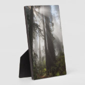 Redwood National Park Californië Fotoplaat (Zijkant)