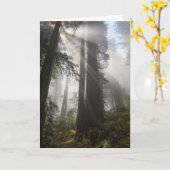 Redwood National Park Californië Kaart (Gele Bloem)