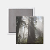 Redwood National Park Californië Magneet (Voorkant / Achterkant)