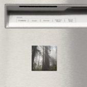 Redwood National Park Californië Magneet (Insitu (Vaatwasser))