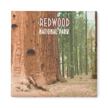 Redwood National Park Californië