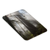 Redwood National Park Californië Magneet (Rechterzijde)