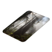 Redwood National Park Californië Magneet (Linkerzijde)