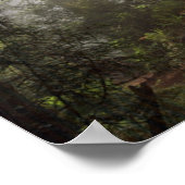 Redwood National Park Californië Poster (Hoek)