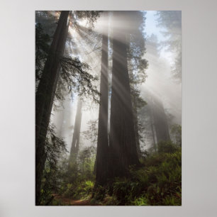 Redwood National Park Californië Poster