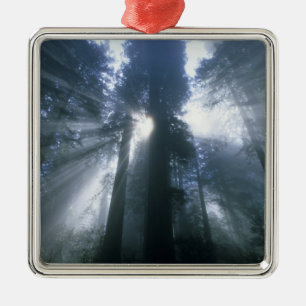 Redwood National Park, Del Norte County, foggy Metalen Ornament