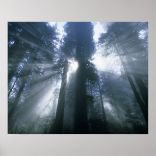 Redwood National Park, Del Norte County, nevelig Poster
