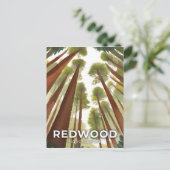 Redwood National Park | Waterverf Tall Forest Briefkaart (Staand voorkant)