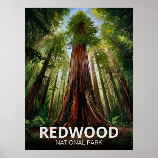 Redwood National State Park, Kust van Californië Poster (Voorkant)