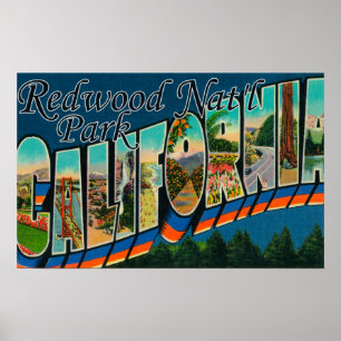 Redwood Nat'l Park Poster