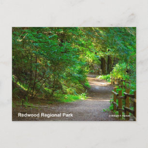 Redwood Regional Park California Products Briefkaart