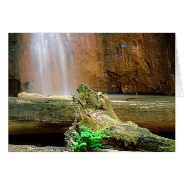 Redwood State Park, CA (Voorkant Horizontaal)