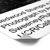 Redwood Stof door Ansel Adams Poster (Hoek)