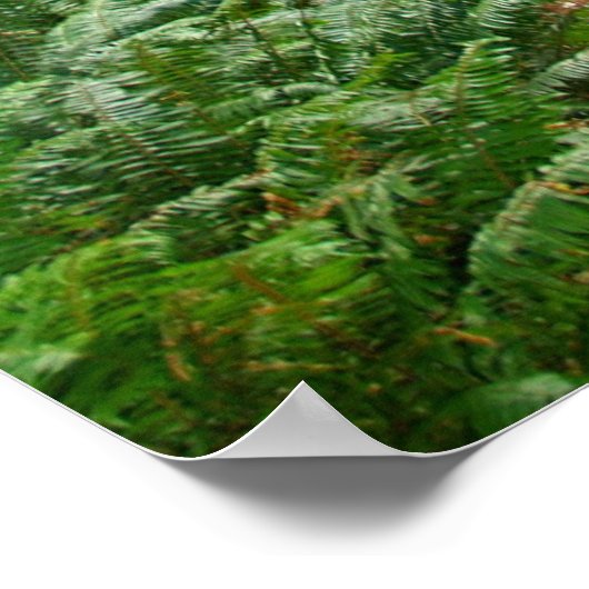 Redwood Trail Poster (Hoek)