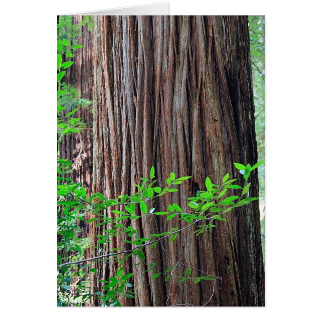 Redwood Tree (Voorkant)