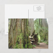 Redwood Tree briefkaarten Big California Redwood (Voorkant / Achterkant)