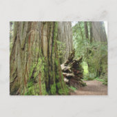 Redwood Tree briefkaarten Big California Redwood (Voorkant)