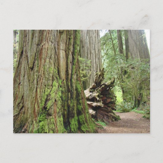 Redwood Tree briefkaarten Big California Redwood (Voorkant)