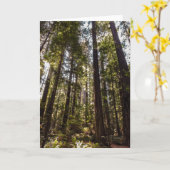 Redwood Trees - Blank Wenskaart Kaart (Gele Bloem)