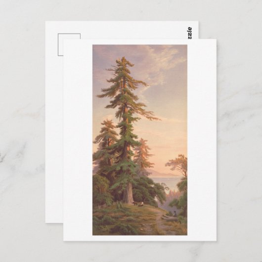 Redwood Trees California  Prang Lithograph Briefkaart (Voorkant / Achterkant)